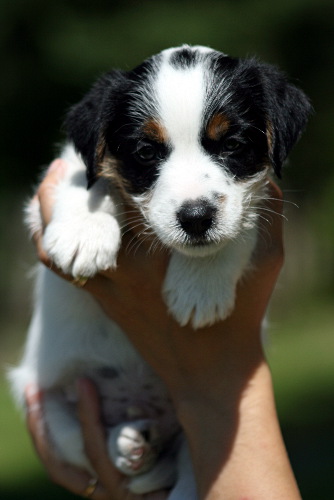 100628_romeo syli.jpg - Romeo